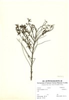藏品(細葉雪茄花)的圖片